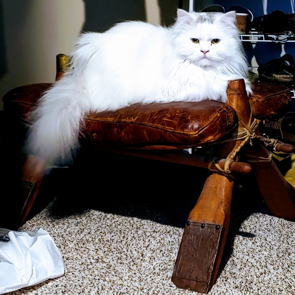 Meet your Posher, Tanya - Picture 1 of 2